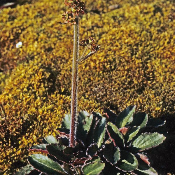 Micranthes hieraciifolia Svalbard Ny-Ålesund E. Fremstad 1981 2
